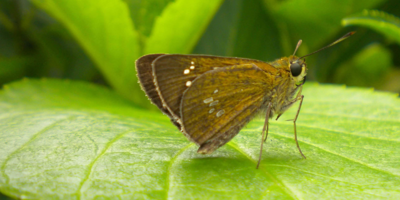Butterfly on a leaf