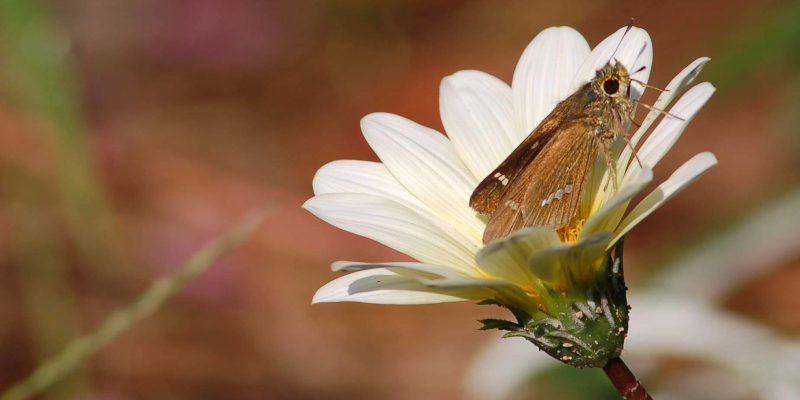 Butterfly in a flower