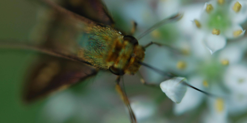 Butterfly feeding