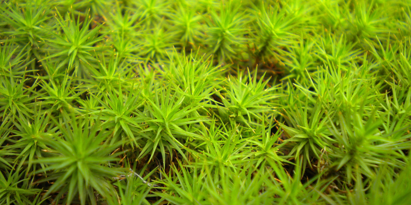 Grass